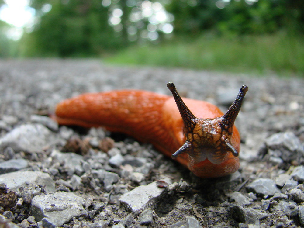 Nacktschnecke Foto & Bild tiere, wildlife, schnecken & muscheln