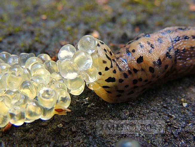 Nacktschnecke bei der Eiablage