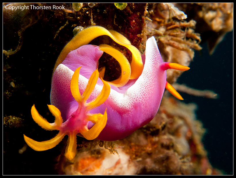 Nacktschnecke bei der Eiablage