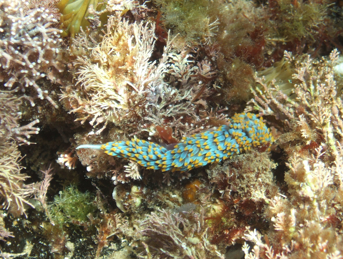 Nacktschnecke beim Schnorcheln