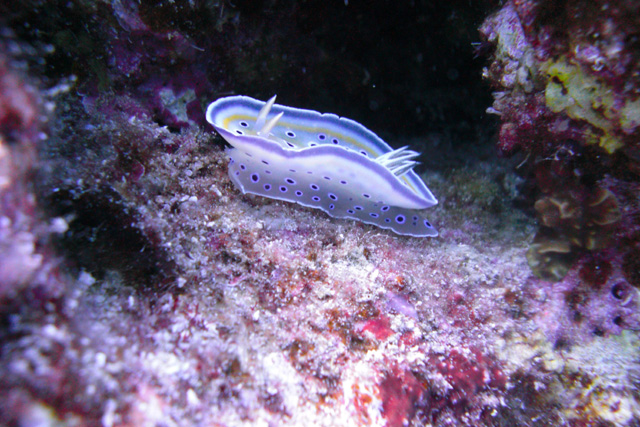 Nacktschnecke "Blutfleck Glossodoris"