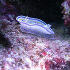 Nacktschnecke "Blutfleck Glossodoris"