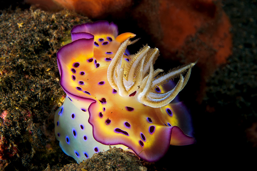 Nacktschnecke (Chromodoris Kunei)