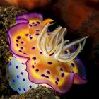 Nacktschnecke (Chromodoris Kunei)