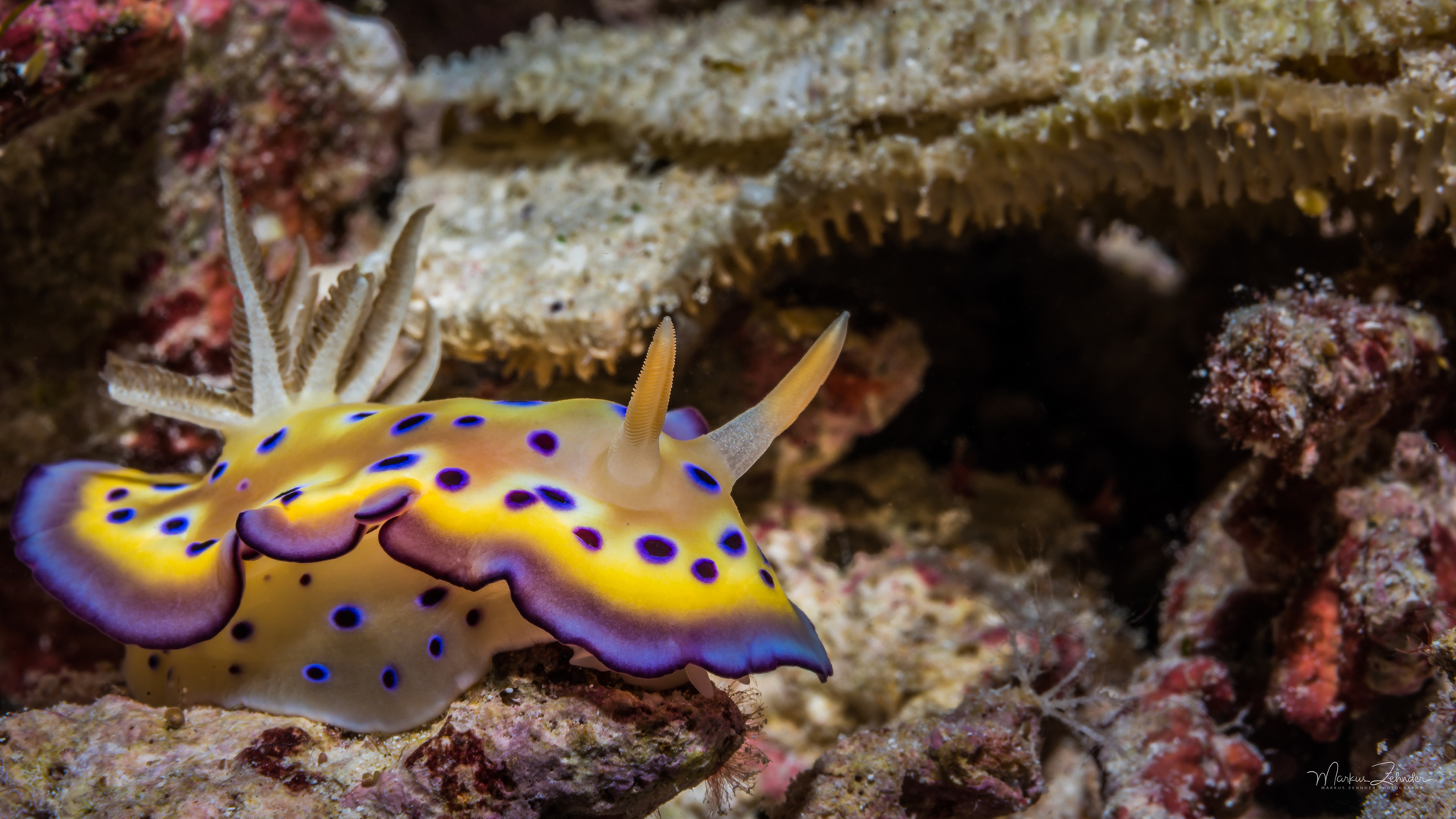 Nacktschnecke Chromodoris kuniei