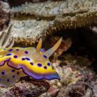 Nacktschnecke Chromodoris kuniei