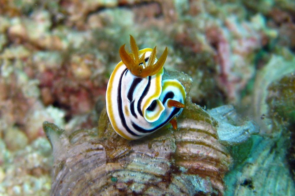 Nacktschnecke (Chromodoris quadricolor => Pyjama-Chromodoris)