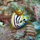 Nacktschnecke (Chromodoris quadricolor => Pyjama-Chromodoris)