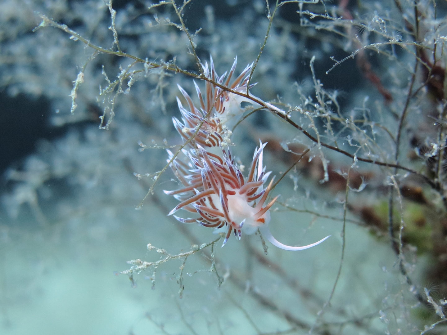 Nacktschnecke (Cratena Peregrina)