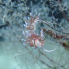 Nacktschnecke (Cratena Peregrina)