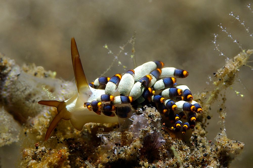 Nacktschnecke Cuthona kanga