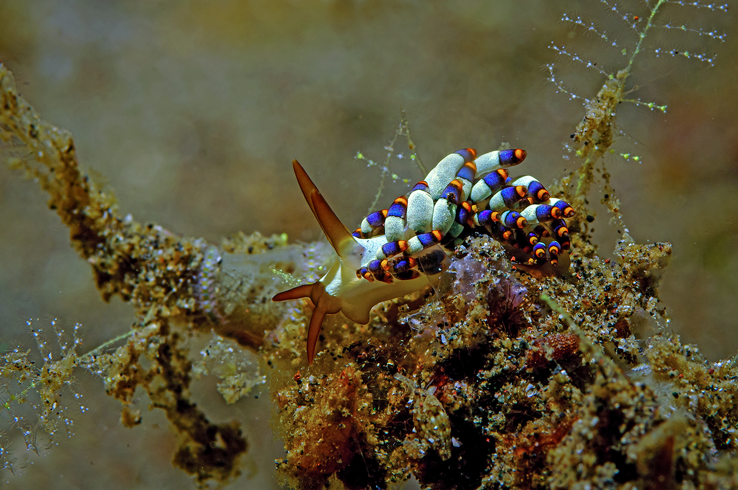 Nacktschnecke Cuthona kanga