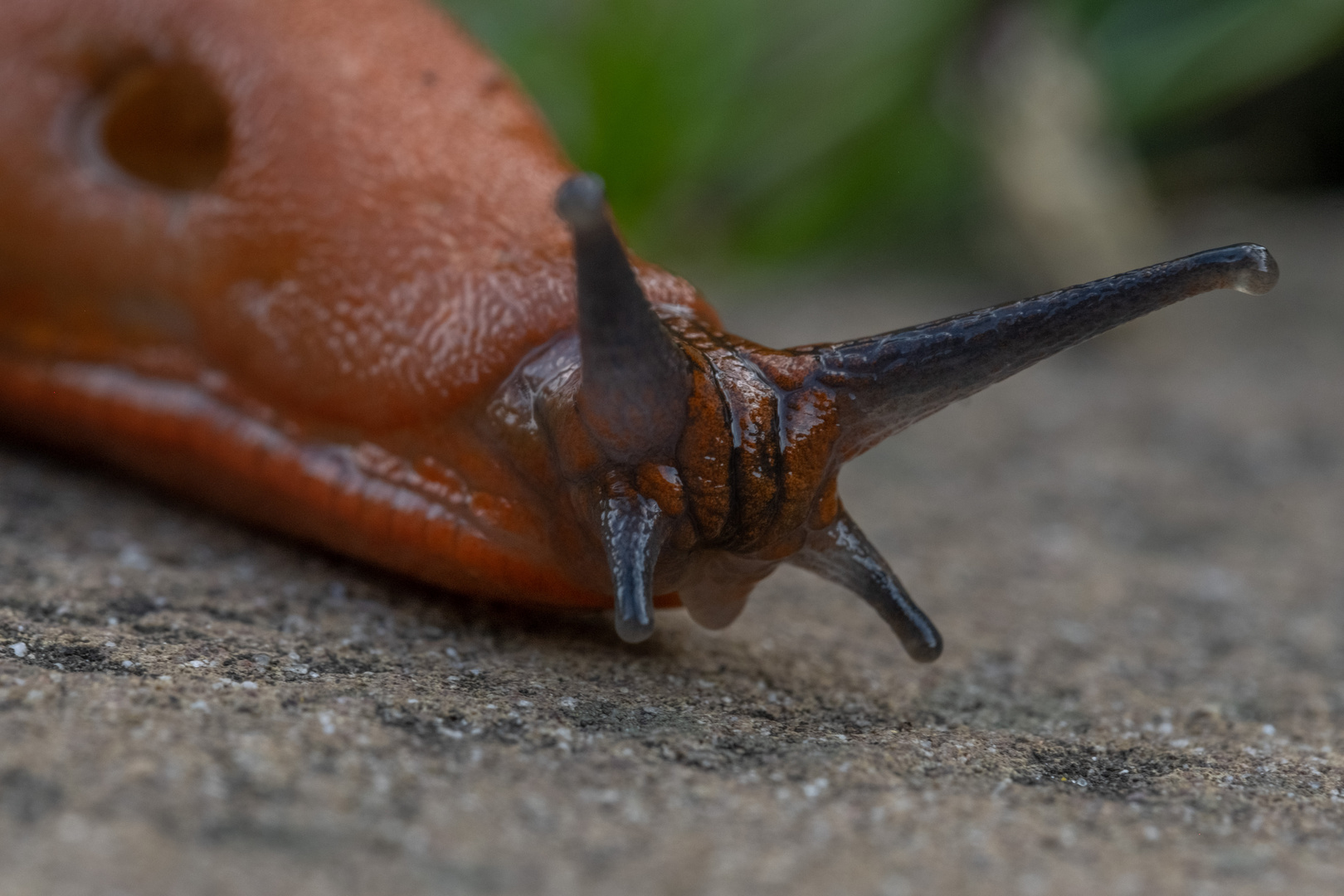 Nacktschnecke