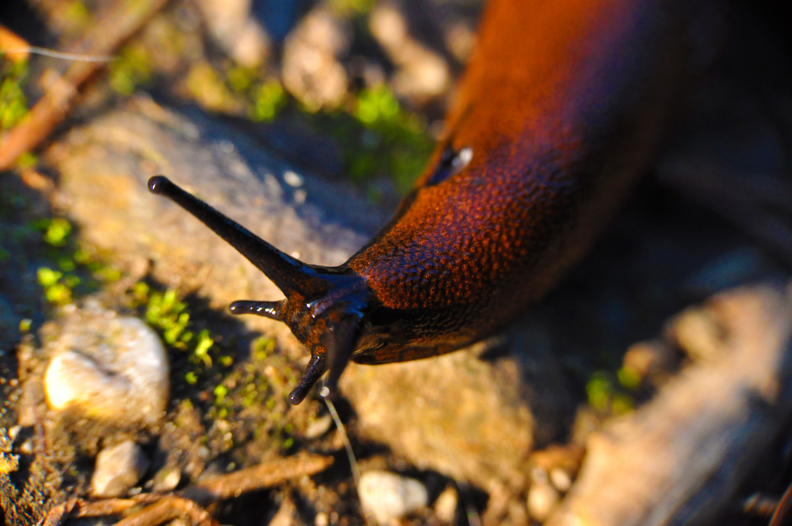 Nacktschnecke