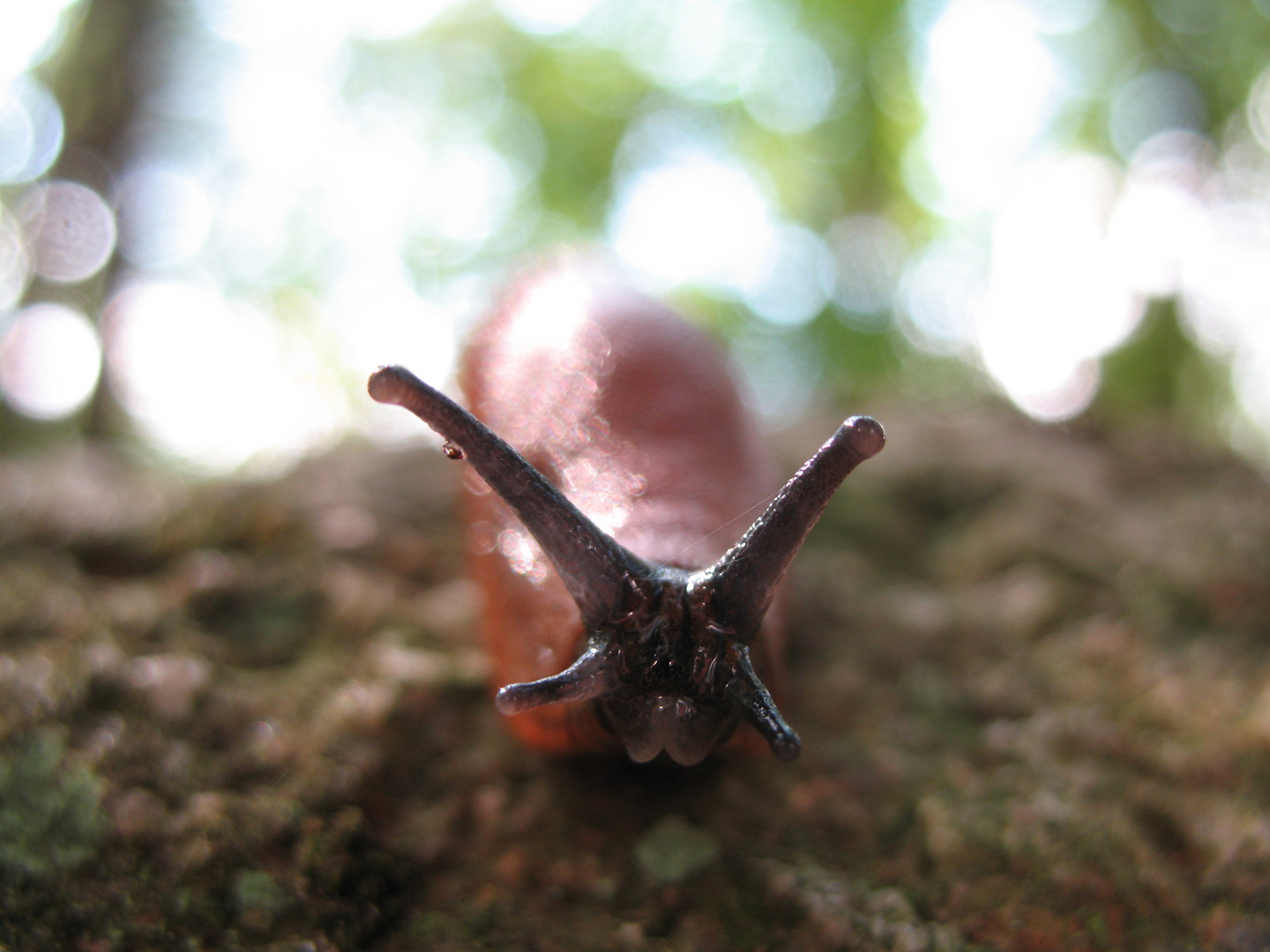 Nacktschnecke