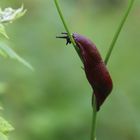 Nacktschnecke