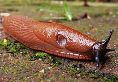 Nacktschnecke