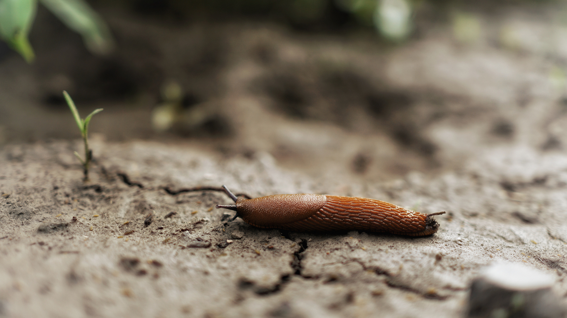 Nacktschnecke