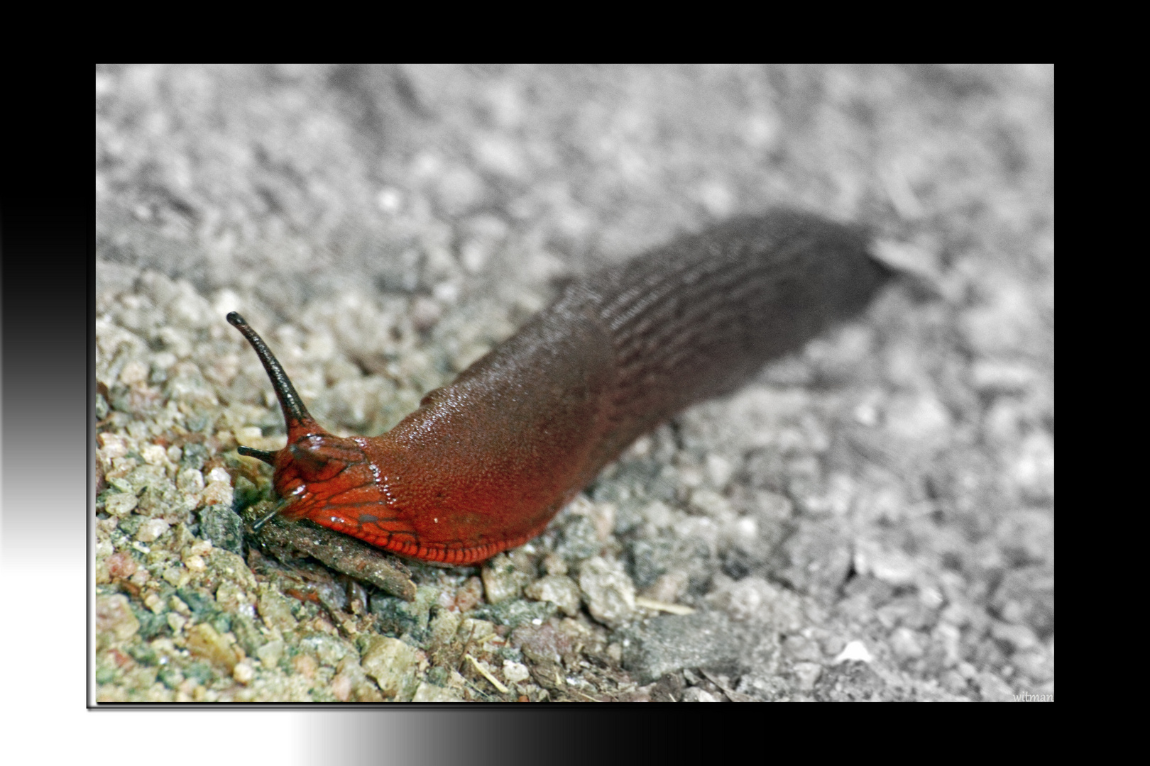 NacktSchnecke