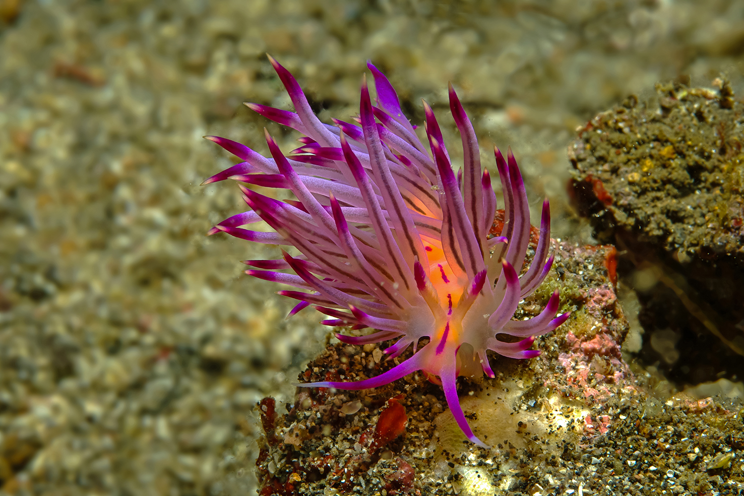 Nacktschnecke Flabellina