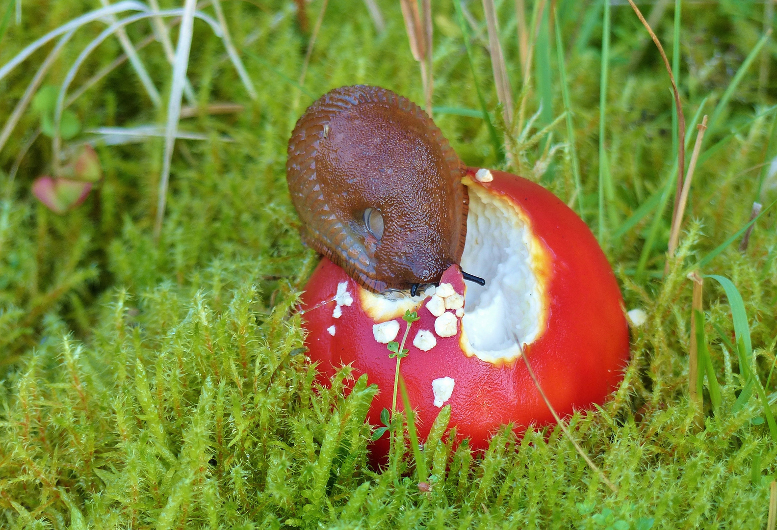 Nacktschnecke frisst Fliegenpilz 