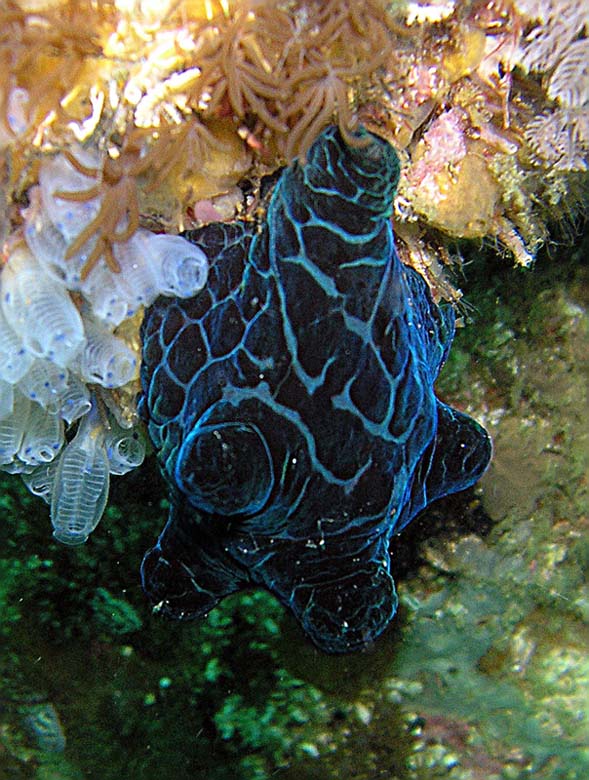 Nacktschnecke (Gato-Island/Philippines)