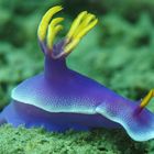 Nacktschnecke Gattung Hypselodoris