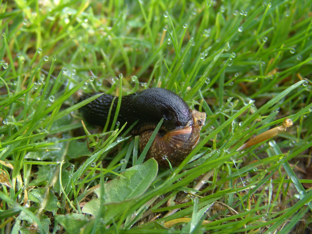 Nacktschnecke im fremden Haus. Warum?