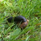 Nacktschnecke im fremden Haus. Warum?