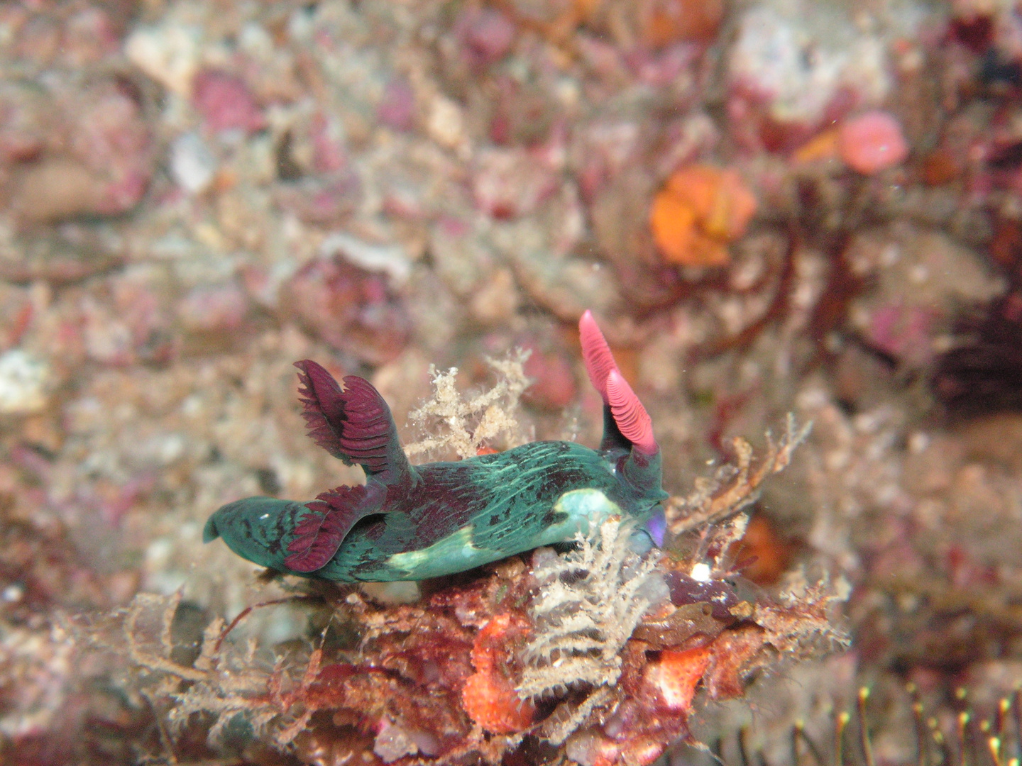 Nacktschnecke im Meer