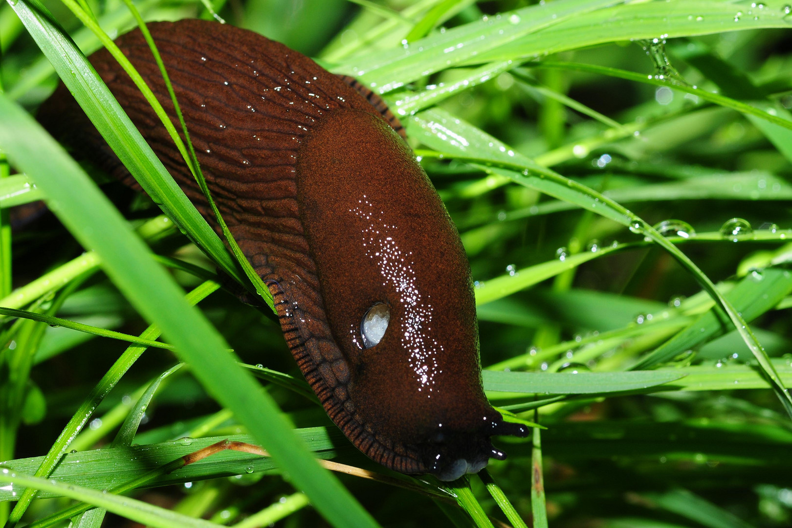 Nacktschnecke im Regen