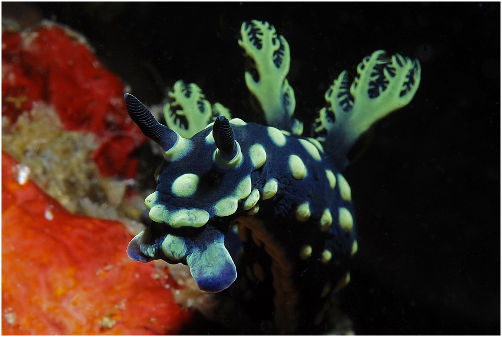 Nacktschnecke "Nembrotha cristata"