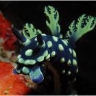 Nacktschnecke "Nembrotha cristata"