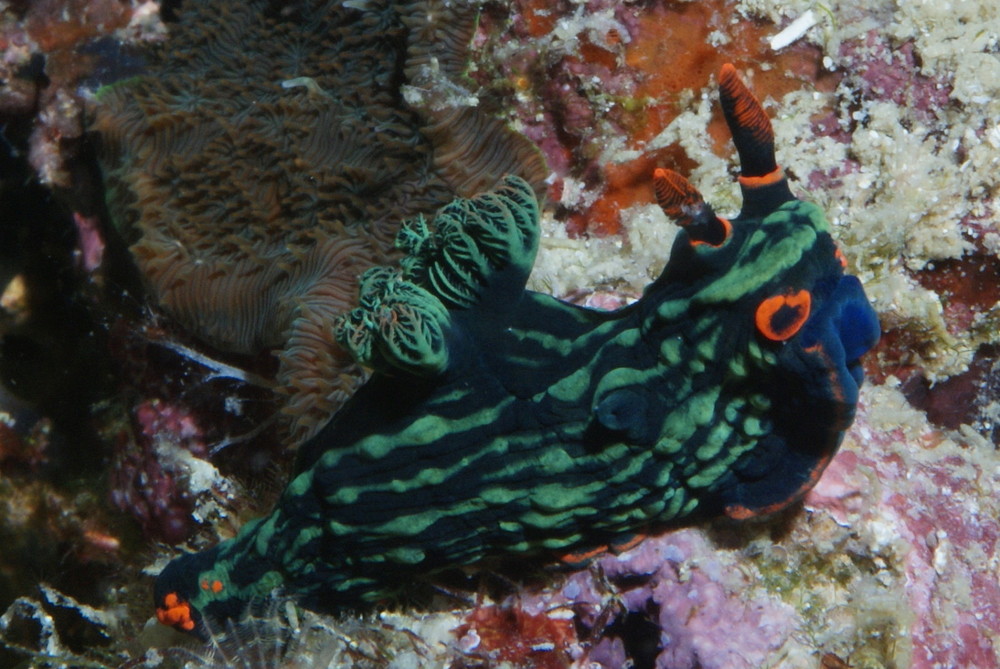 Nacktschnecke Nembrotha cristata