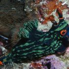 Nacktschnecke Nembrotha cristata