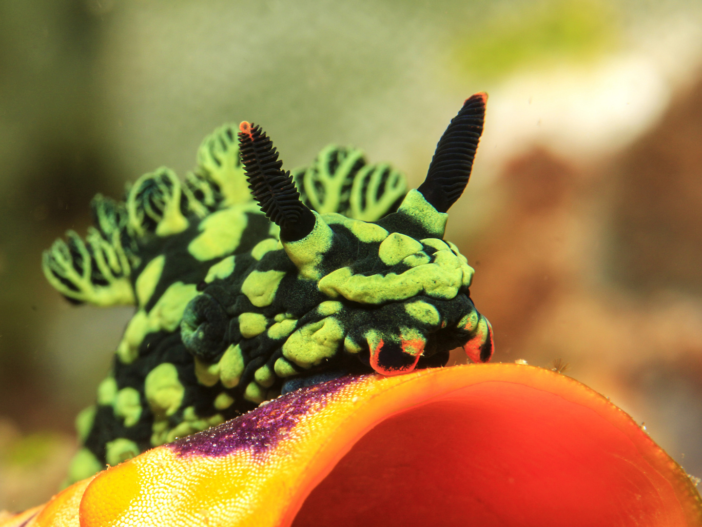 Nacktschnecke (Nembrotha kubaryana)