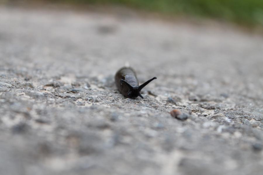 Nacktschnecke on the Road