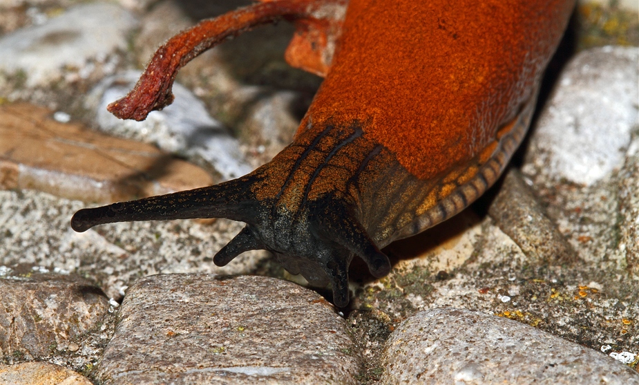 Nacktschnecke und warum will sie kein Häuslein haben?