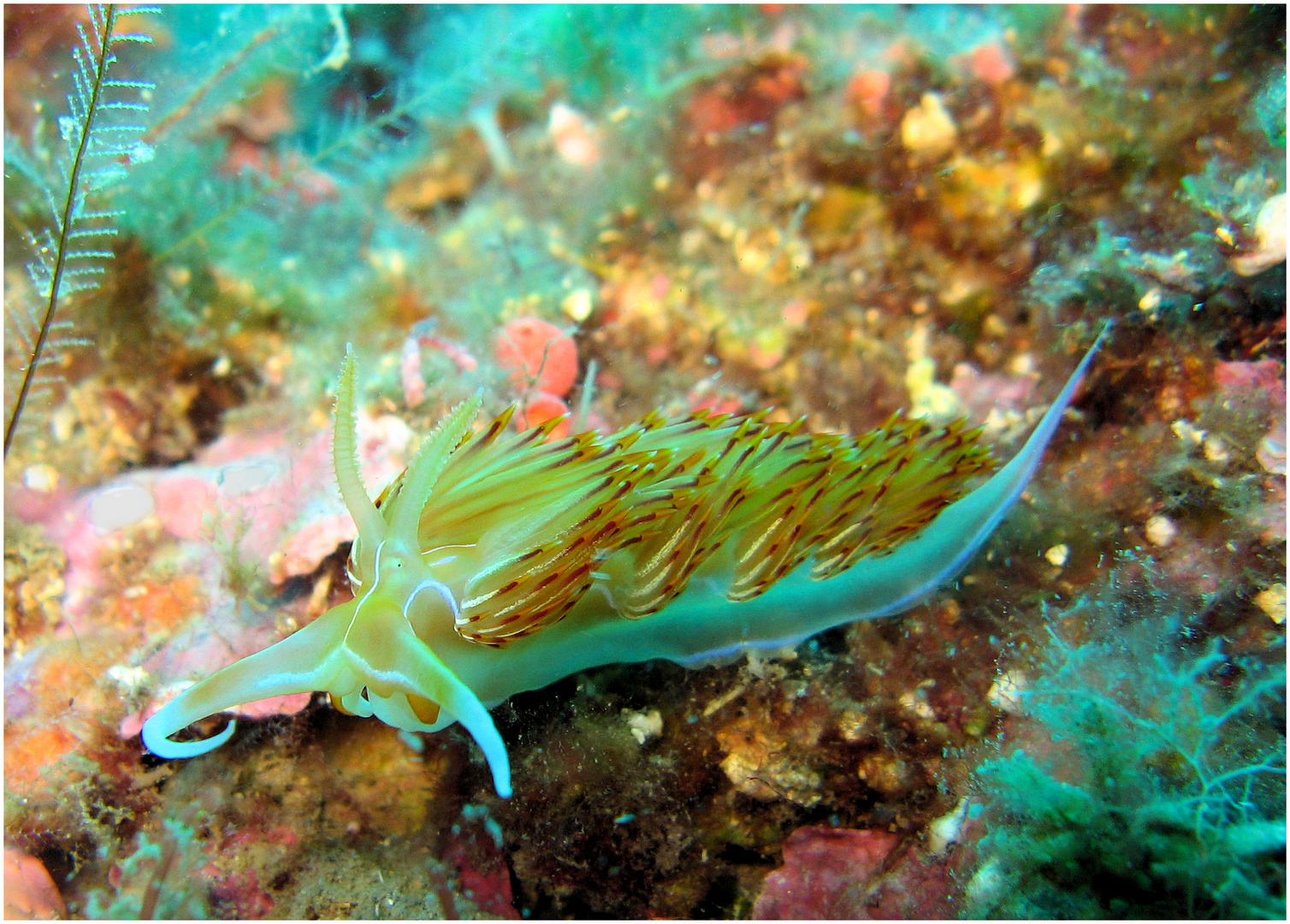 Nacktschnecke - wer ist die Schönste im ganzen Land ? -