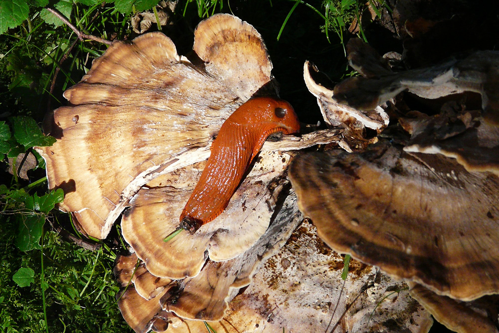 Nacktschnecke zu Besuch