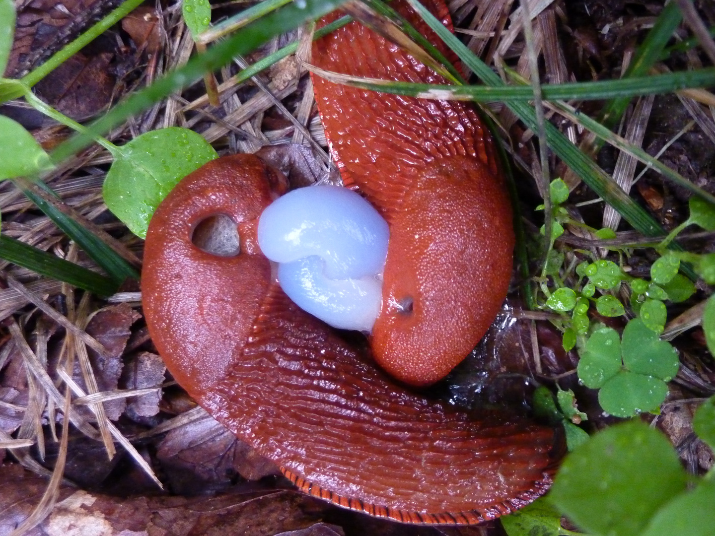 Nacktschnecken bei der Paarung