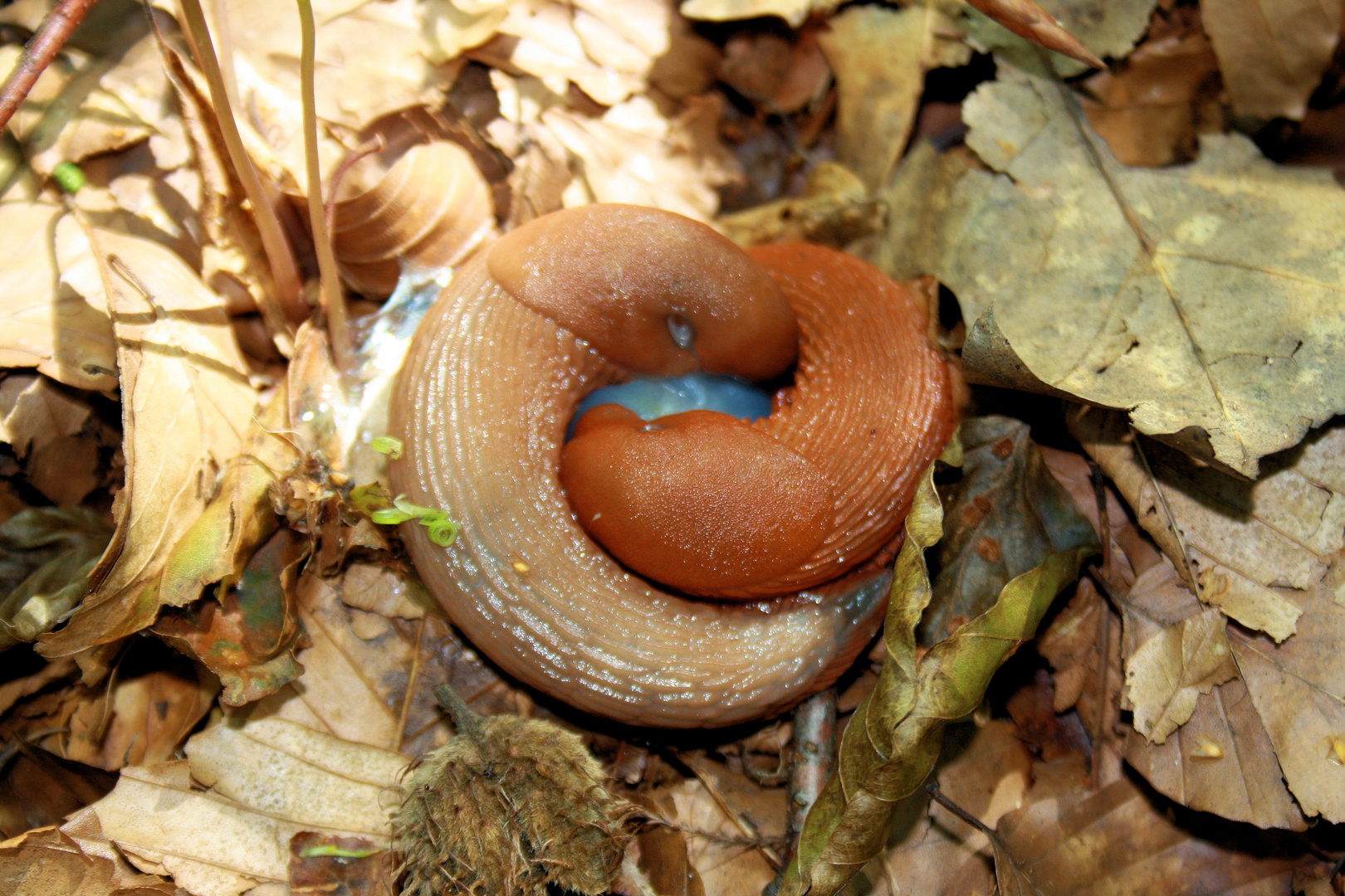 Nacktschnecken bei der Paarung?