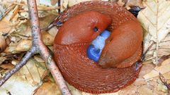 Nacktschnecken mit Nachwuchs