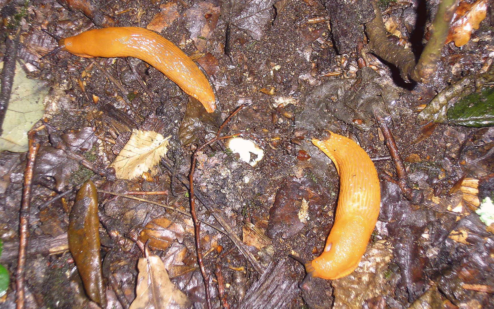 Nacktschneckenbegegnung im Wald