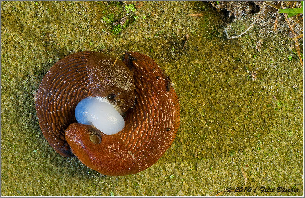 Nacktschneckensex am frühen Morgen....!