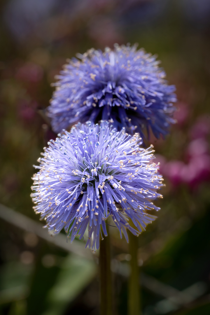 Nacktstengelige Kugelblume