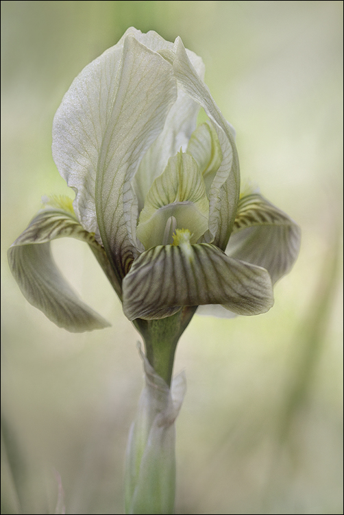 Nacre du printemps