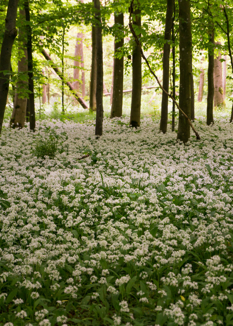 Nadel- oder Lauchwald?