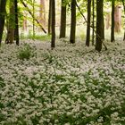 Nadel- oder Lauchwald?