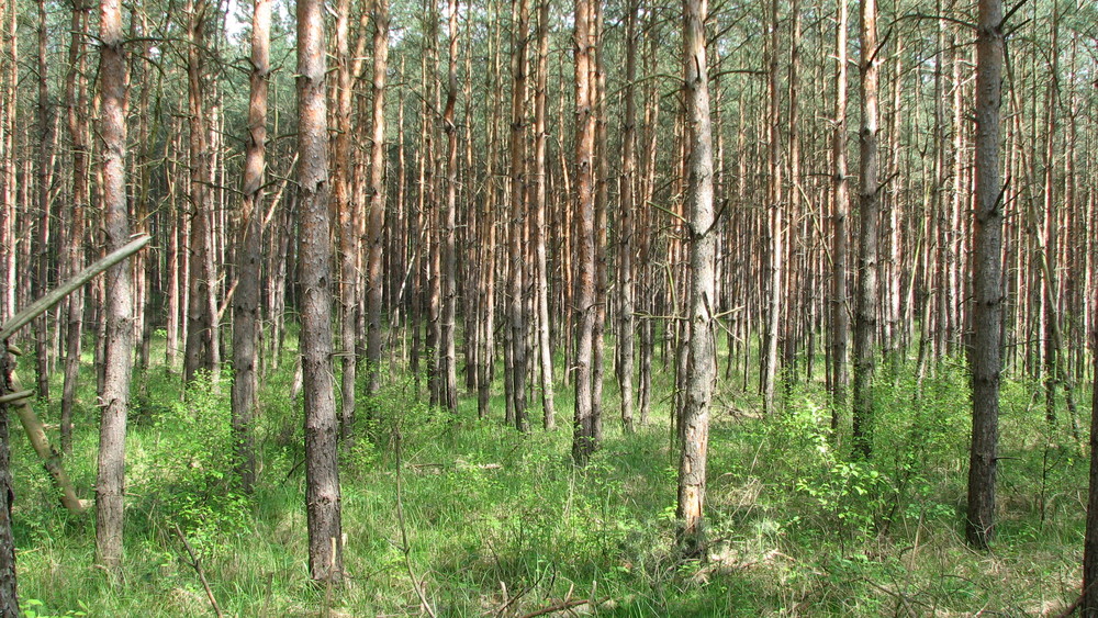 Nadel-Wald in der Sonne